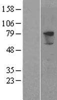 PRODH2 / HSPOX1 Protein (Over-Expression Lysate Myc-DDK (Flag))