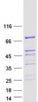 Human RAB11FIP5 / RIP11 Protein (Recombinant Myc-DDK (Flag))