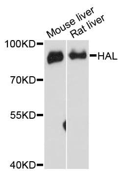 HAL / Histidine Ammonium Lyase Antibody