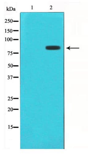 STAT1 Antibody (phospho-Ser727)