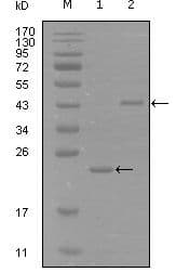 Monoclonal Mouse anti-Human EPHA8 / EPH Receptor A8 Antibody (clone 9A12D8, aa70-150, WB)