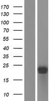 ARPC5L Protein (Over-Expression Lysate Myc-DDK (Flag))