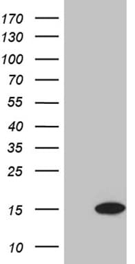 Monoclonal Mouse anti-Human EIF4E3 Antibody (clone OTI1D1, WB)