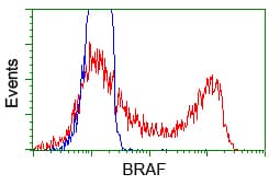 Monoclonal Mouse anti-Human BRAF / B-Raf Antibody (clone OTI1E2, IHC, IF, WB)