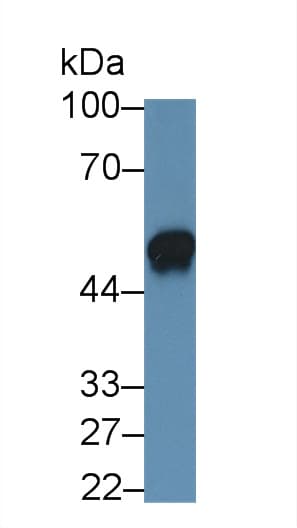 IL19 Antibody