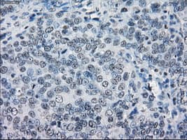 LTA4H / LTA4 Antibody (clone OTI2A9)