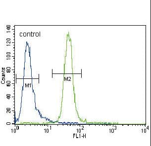Polyclonal Rabbit anti-Human MUSK Antibody (aa35-65, IHC, WB)