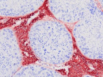 Monoclonal Mouse anti-Porcine A2M / Alpha-2-Macroglobulin Antibody (clone PAM-F101, IHC, WB)