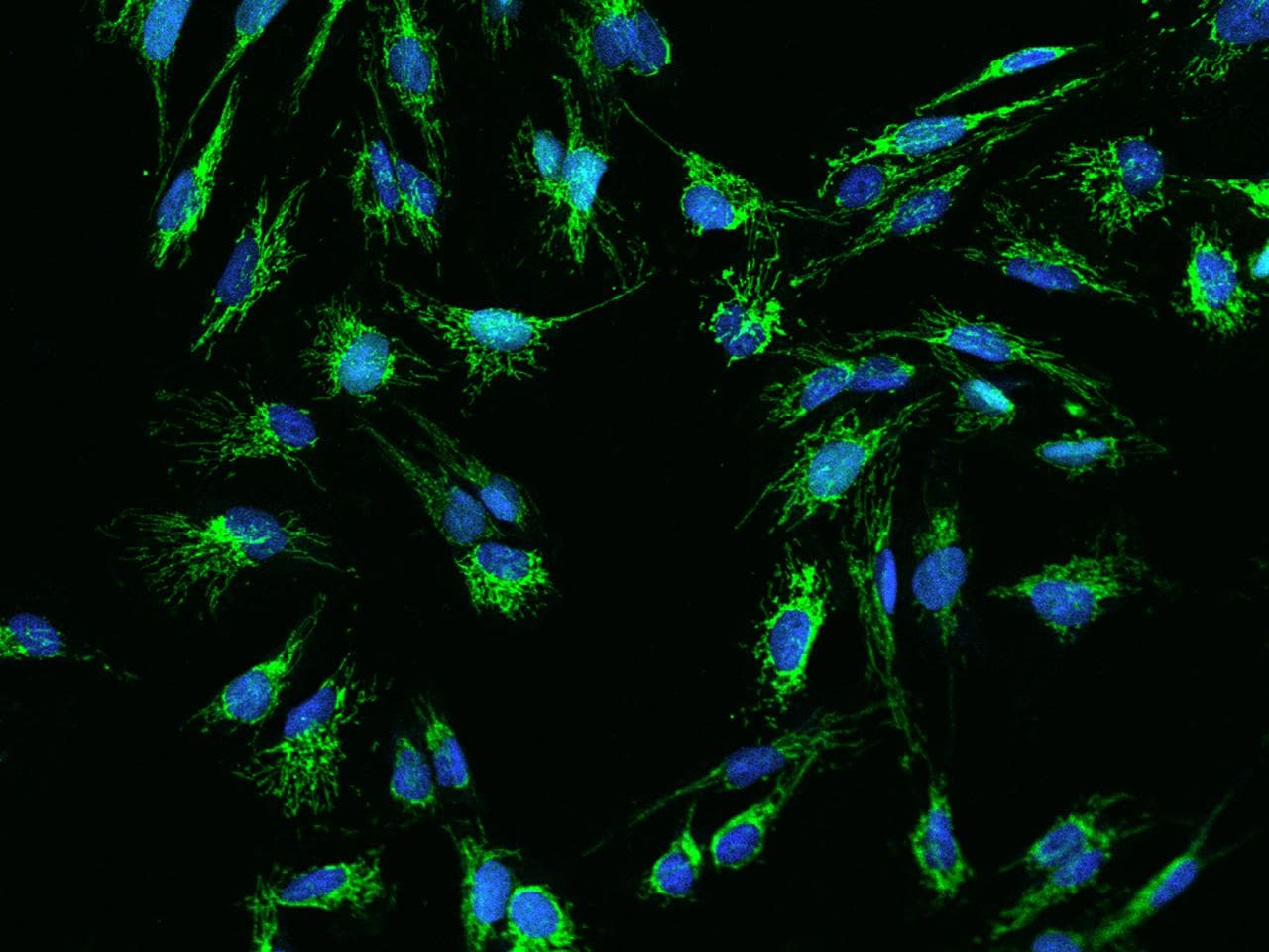 Polyclonal Rabbit anti-Human OCIAD2 Antibody (IHC, IF, WB)