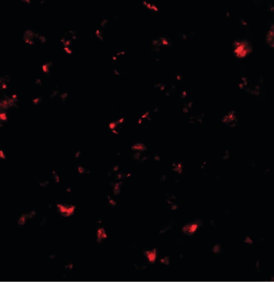 IHC-plus™ CBT1 / SDHD Antibody