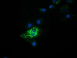 HIBCH Antibody (clone OTI4G1)