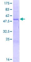 Human PRSS37 Protein (Recombinant GST)