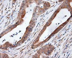 Monoclonal Mouse anti-Human HMRF1L / MTRF1L Antibody (clone OTI1H5, IHC, IF, WB)