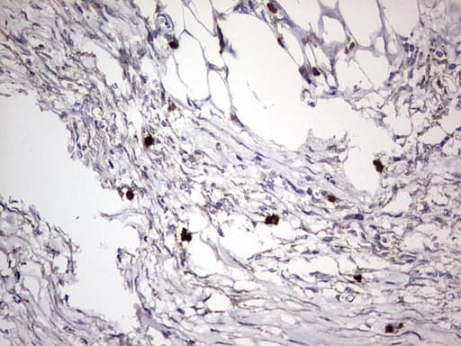 Monoclonal Mouse anti-Human CD63 Antibody (clone OTI5E5, IHC, WB)