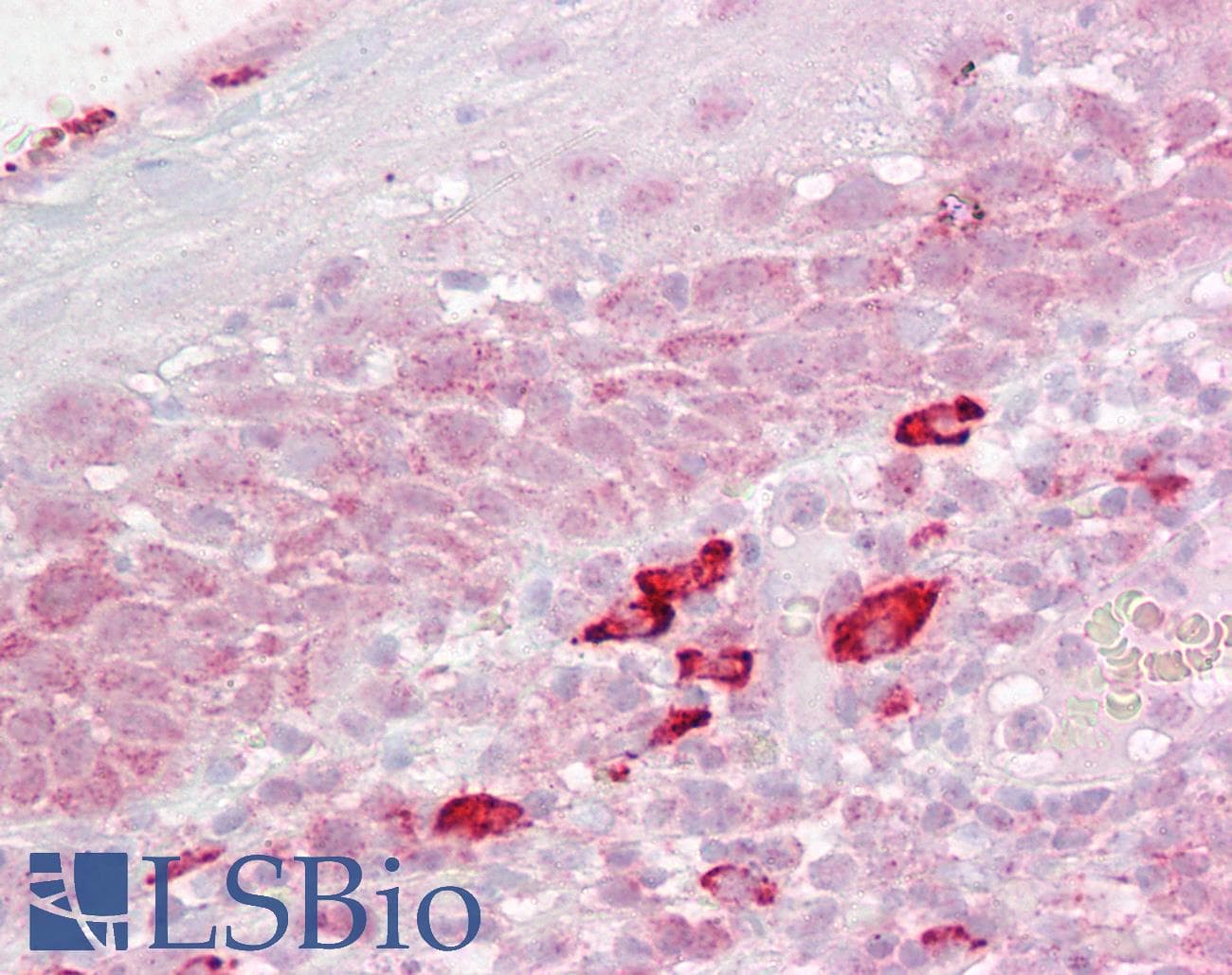 IHC-plus™ DAP3 Antibody (aa387-398)