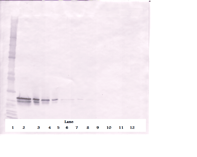 Polyclonal Goat anti-Human FGF16 Antibody (WB)