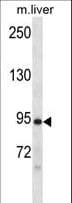 DCLK / DCLK1 Antibody (aa153-181)