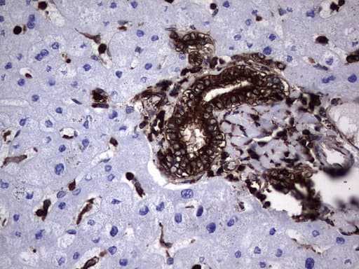 PKM2 Antibody (clone 14C7)