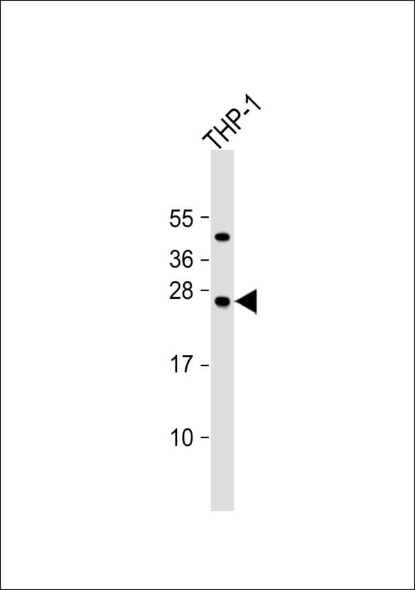 Polyclonal Rabbit anti-Human HMG2 / HMGB2 Antibody (WB)