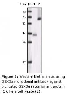 GSK3A / GSK3 Alpha Antibody (clone 6G12C2)