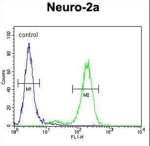 DDX11 / CHLR1 Antibody (aa656-683)