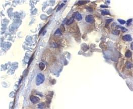 IHC-plus™ Polyclonal Rabbit anti-Mouse DFFA / ICAD / DFF45 Antibody (IHC, IF, WB)