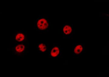 Polyclonal Rabbit anti-Human Histone H3.1 Antibody (IF, WB)