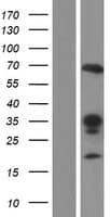RALGPS2 Protein (Over-Expression Lysate Myc-DDK (Flag))