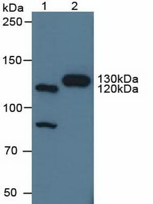 CNTN4 Antibody (aa731-980, APC)