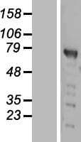 PWWP2B Protein (Over-Expression Lysate Myc-DDK (Flag))