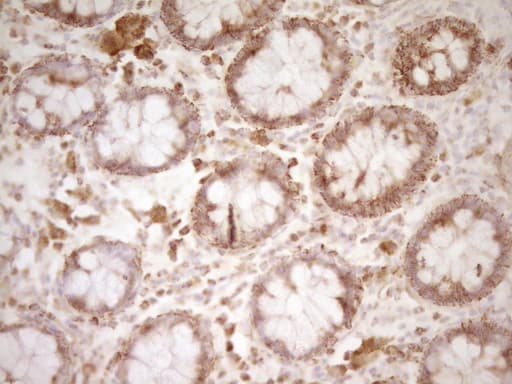 Monoclonal Mouse anti-Human CD40 Antibody (clone OTI8B8, Carrier-free, aa21-166, IHC, WB)