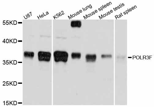 POLR3F Antibody