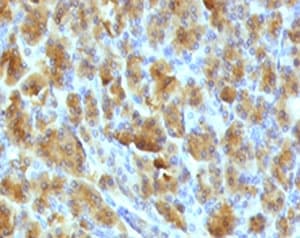CELA3B / ELA3B Antibody (aa82-238, clone ELTS3B-2)