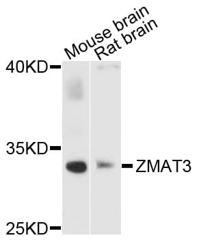 ZMAT3 Antibody
