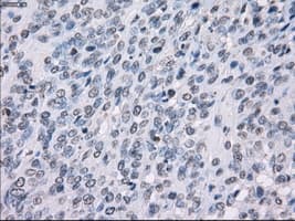 SSX2 Antibody (clone OTI4D10, Carrier-free)