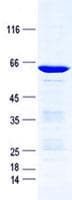 Human ZFP36L1 Protein (Recombinant GST, N-terminus + His, C-terminus)