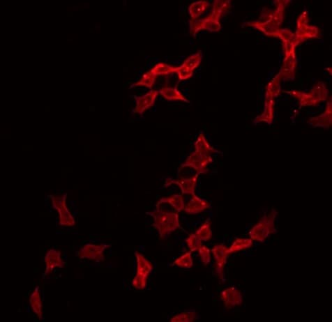 CBLN2 / Cerebellin 2 Antibody (aa13-34)