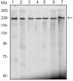 CHD3 Antibody (clone 2G4)