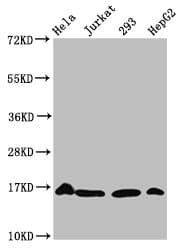 Polyclonal Rabbit anti-Human HIST1H3A Antibody (WB)