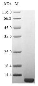 E. coli Carbon storage regulator Protein (Recombinant 6His, N-terminus)