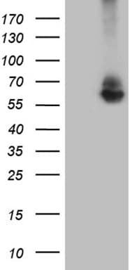 Monoclonal Mouse anti-Human RNF149 Antibody (clone OTI10B3, Carrier-free, aa250-383, WB)