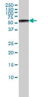 PSMD5 Antibody (clone 3E2)
