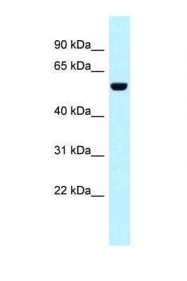 SNX4 Antibody (aa362-411)