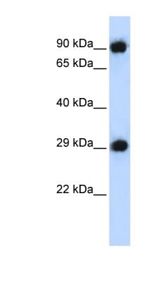 PSMA3 Antibody (aa179-228)