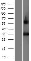 AFMID Protein (Over-Expression Lysate Myc-DDK (Flag))