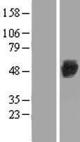 EIF2B3 Protein (Over-Expression Lysate Myc-DDK (Flag))