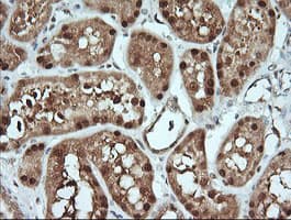 KLK8 / Kallikrein 8 Antibody (clone OTI2A5, Carrier-free)