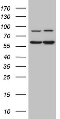 IL23R Antibody (aa57-355, clone OTI5H9)