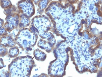 MAML3 / CAGH3 Antibody (clone MAML3/1303, Azide-free, BSA-free)