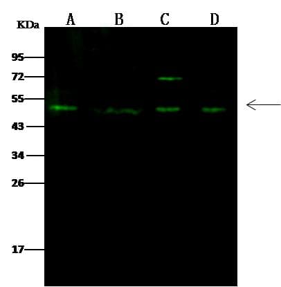 RING1 Antibody (Preservative Free)